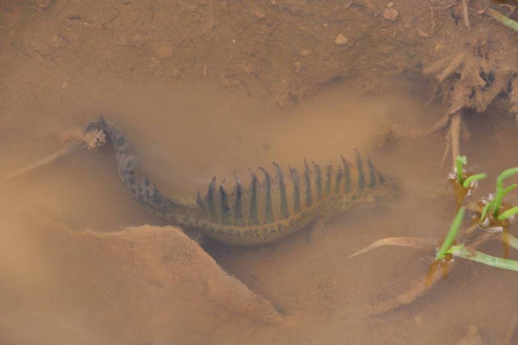 Yol kenarında tesadüfen bulundu: Zoologlar apar topar bu ilimize gitti! Meğer eskiden Kuzey Anadolu'da yaygınmış 8
